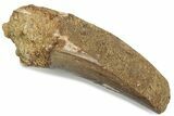 Fossil Spinosaurus Tooth - Feeding Worn Tip #376410-1